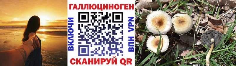 Псилоцибиновые грибы Psilocybine cubensis Ухта